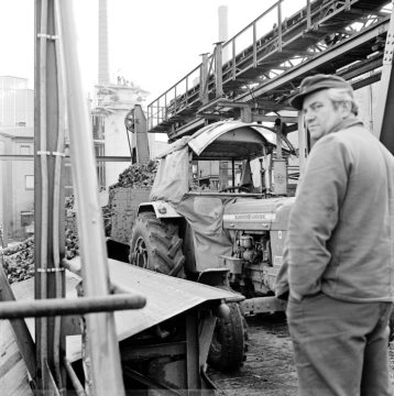 Anlieferung der Rübenernte: Zuckerfabrik Warburg, 1882 gegründete Fabrik zur Herstellung von Zucker aus Zuckerrüben in Warburg, Westfalen, im November 1975 - Betriebsschließung 2019.