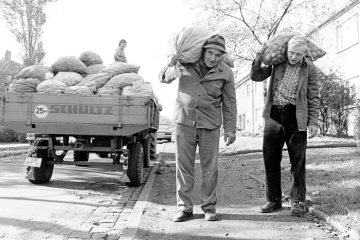 Anlieferung von Einkellerungskartoffeln per Traktor. Castrop-Rauxel, Oktober 1978.