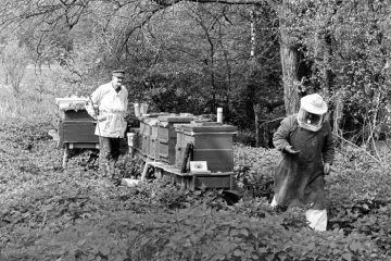 Imker mit seinen Bienenvölkern bei Castrop-Rauxel-Dingen, Mai 1982.