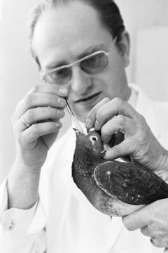 Veterinär in der Taubenklinik Essen, März 1973.