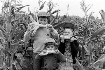 Kinder im Maisfeld bei Pöppinghausen, Castrop-Rauxel, Oktober 1978.