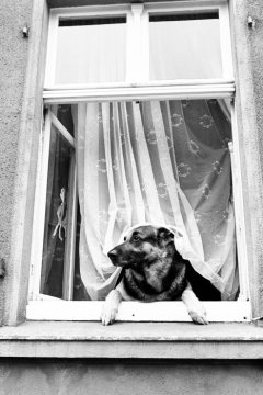 Schäferhund im Fenster, im Mai 1978.