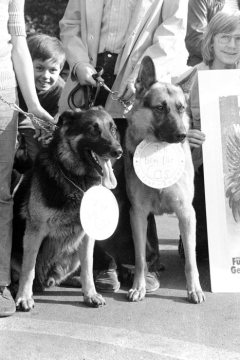 Castrop-Rauxel, Oktober 1972: Demonstration gegen eine 75%ige Erhöhung der Hundesteuer und gegen die geplante Eingemeindung nach Dortmund.