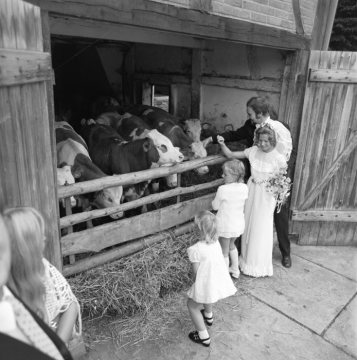 Hochzeit auf einem Bauernhof im Münsterland, August 1973 - Brautpaar am Kuhstall.