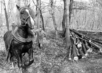 Forstarbeiter mit Rückepferd, März 1988. Ort unbezeichnet.