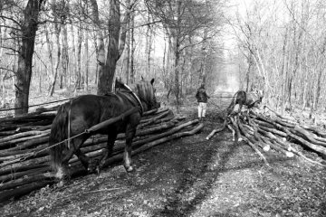 Forstarbeiter mit Rückepferden, März 1988. Ort unbezeichnet.