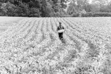 Landwirt beim Düngen seines Ackers. Castrop-Rauxel-Frohlinde, Juni 1991.