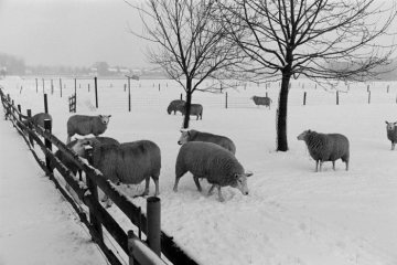 Verschneite Weidelandschaft bei Castrop-Rauxel [?]. Januar 1984.
