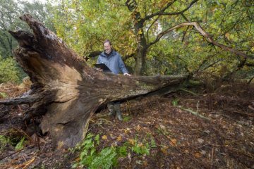 Naturschutzgebiet Wiechholz, Hopsten-Schale: Dr. Peter Schwartze von der Biologischen Station Kreis Steinfurt während einer Totholzkartierung im Oktober 2019.