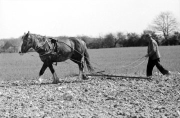 Rinkerode, 1965 - Bauer Bose bei der Feldarbeit mit Pferd und Egge.
