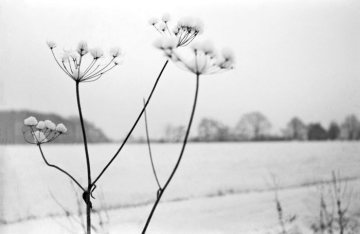Winterlandschaft bei Rinkerode, 1966.