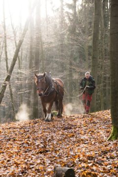 Kaltblüter beim Boden schonenden Einsatz als Rückepferd im Arnsberger Wald, November 2017.