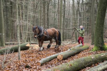 Kaltblüter beim Boden schonenden Einsatz als Rückepferd im Arnsberger Wald, November 2017.