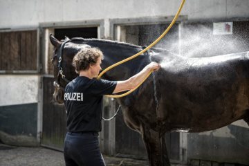 Polizei-Landesreiterstaffel NRW Dortmund - Ende eines Einsatztages: Zur Festigung der Bindung  pflegen und versorgen die Polizisten ihre Pferde selbst. Juni 2018.