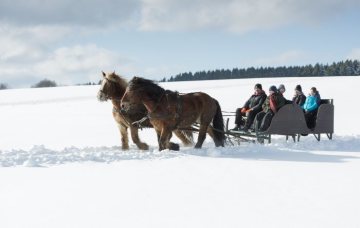 Schlittenfahrt im Umland von Winterberg - Kaltblütergespann der "Pferdefuhrhalterei Winterberg" im Einsatz für den Ausflugstourismus. Februar 2018.