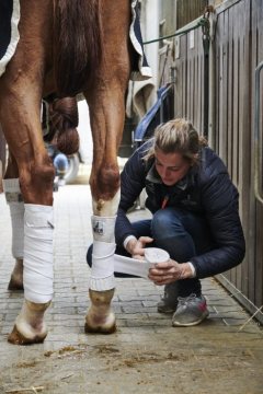 Johanna Klippert, Pferdewirtschaftsmeisterin und Dressurausbilderin auf der Hengststation Holkenbrink in Münster-Albachten, bei der Vorbereitung eines Dressurtrainings. März 2019.