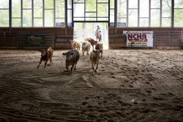 Vorbereitung eines Westernreitturniers in der Diszplin Cutting auf Hof "Döring Quarter Horses" in Marl: Jungrinder werden frühzeitig in eine Abteilung der Reithalle getrieben, um sich an das Umfeld zu gewöhnen.