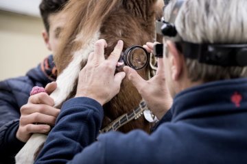 Pferdeklinik Telgte, 2019: Augenuntersuchung eines Pferdes. 