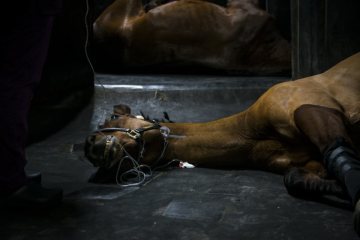 Operationsalltag in der Pferdeklinik Telgte, 2019: Ein Pferd im Narkoseraum zur Vorbereitung der Operation.
