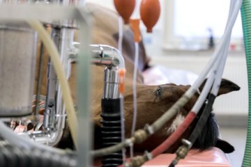 Operationsalltag in der Pferdeklinik Telgte, 2019: Ein Pferd in Vollnarkose auf dem Operationstisch, angeschlossen an den Überwachungsmonitor zur Herz-Lungen-Kontrolle.