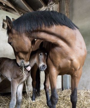 Besuch der Pferdezucht Hastedt, Hamm: Mutterstute mit neugeborenem Fohlen am 23. April 2018.