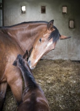 Besuch der Pferdezucht Hastedt, Hamm: Mutterstute mit neugeborenem Fohlen am 23. April 2018.