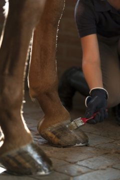Pferdepflege: Die Hufe werden mit nährendem Öl behandelt, um einer Brüchigkeit des Hufhorns vorzubeugen (Hof Schulze Niehues, Freckenhorst).
