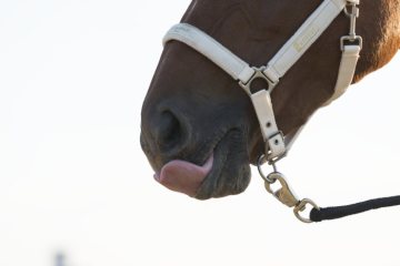 Lippen lecken während eines Bodentrainings - Stress oder Entspannung? Die Pferdeexperten sind geteilter Meinung. Hof Schulze Niehues, Warendorf-Freckenhorst, September 2018.