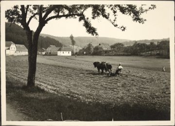 Heuernte im Sauerland (Ort unbekannt), undatiert (1920er/1930er Jahre?)