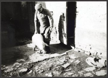Schweineschlachtung im Sauerland (Ort unbekannt), undatiert (1940er/1950er Jahre?)