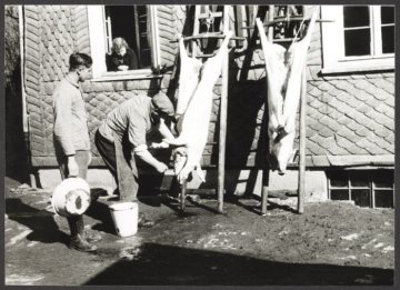 Schweineschlachtung im Sauerland (Ort unbekannt), undatiert (1940er/1950er Jahre?): Ausweiden