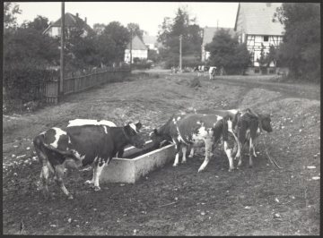 Kühe an der Tränke in Wülfte (Gemeinde Brilon), Anfang 1930er Jahre