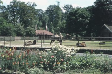 Zoologischer Garten an der Aa: Das Dromedargehege