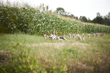 Schleppjagd der Pferdesportfreunde Dorffeld e. V. Alverskirchen, August 2019: Die Beagle-Meute folgt der Schleppspur aus Eukalyptusöl über die Felder.