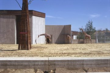 Allwetterzoo: Das Giraffengehege