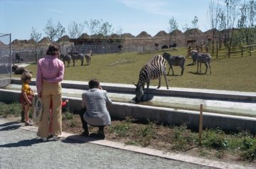 Allwetterzoo: Besucher am Zebragehege