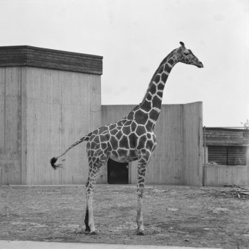 Allwetterzoo: Giraffe im Freigehege