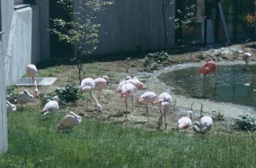 Allwetterzoo: Flamingogehege
