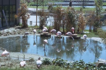 Allwetterzoo: Flamingos am Teich