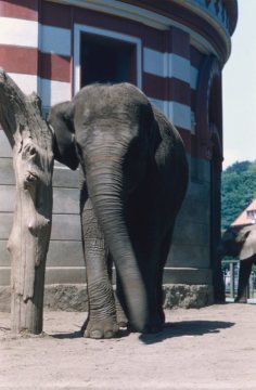 Zoologischer Garten an der Aa: Elefant vor dem Elefantenhaus