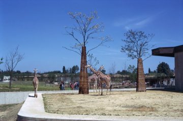 Allwetterzoo: Giraffen im Freigehege