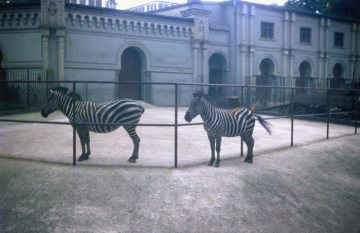 Zoo Münster, Zebras auf der Außenanlage