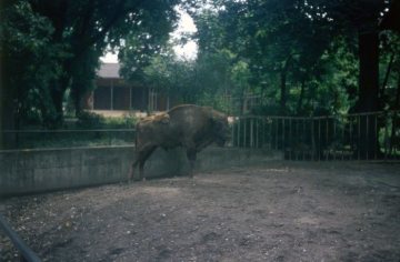 Zoo Münster, Bison