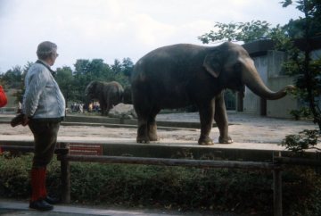 Zoo Münster, Elefanten