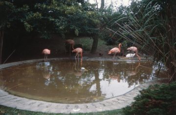 Zoo Münster, Flamingos