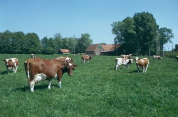Weidende Kühe vor einem Bauernhof im Lohner Esch