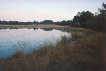 Blick über einen Moorweiher im Naturschutzgebiet Schwatte Gatt