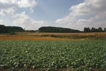 Agrarlandschaft: Hochsommer am Schöppinger Berg