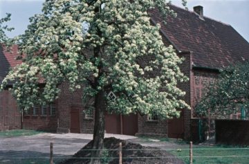 Blühender Obstbaum auf einem Hiltruper Bauernhof