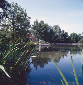 Der Ententeich im Steinmeisterpark (2)
